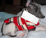 Louis, About Time Italian Greyhound Puppy!
